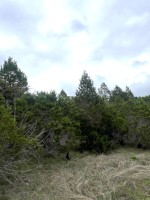 Frio Canyon Real Estate - Martin Martinez