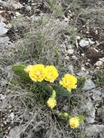 Frio Canyon Real Estate - Martin Martinez