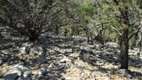 Frio Canyon Real Estate - Martin Martinez