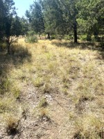 Frio Canyon Real Estate - Martin Martinez